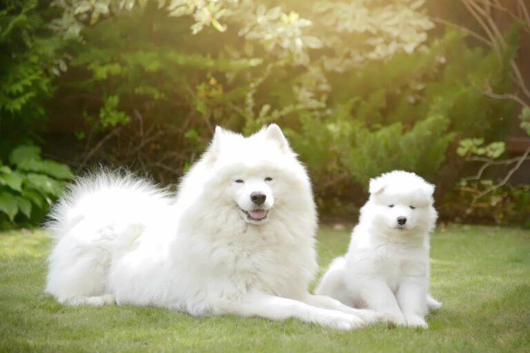 New Born Puppy Care