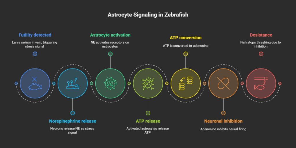 The Silent Star-Shaped Cells of the Brain Steal the Limelight 2 Astrocyte Signaling in Zebrafish