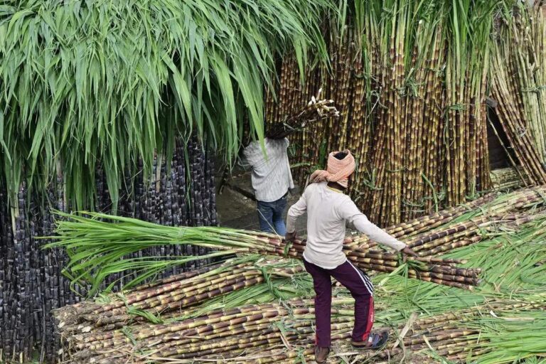 India's sugar production